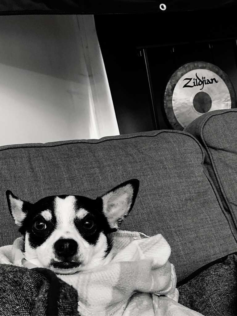 Courage the Cowardly Studio Dog